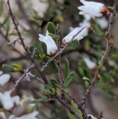 Cryptandra amara at Molonglo River Reserve - 1 Sep 2019 04:19 PM