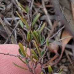 Cryptandra amara at Molonglo River Reserve - 1 Sep 2019 04:19 PM