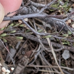 Cryptandra amara at Molonglo River Reserve - 1 Sep 2019 04:19 PM