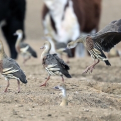 Dendrocygna eytoni (Plumed Whistling-Duck) at Bungendore, NSW - 31 Aug 2019 by AlisonMilton