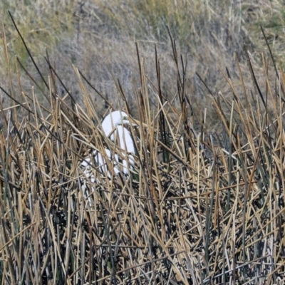 Ardea alba (Great Egret) at Bungendore, NSW - 31 Aug 2019 by AlisonMilton