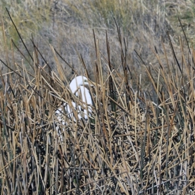 Ardea alba (Great Egret) at QPRC LGA - 31 Aug 2019 by AlisonMilton