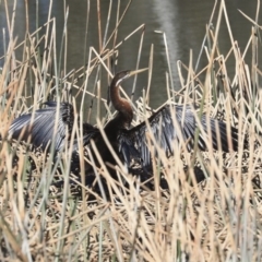 Anhinga novaehollandiae (Australasian Darter) at Bungendore, NSW - 31 Aug 2019 by AlisonMilton