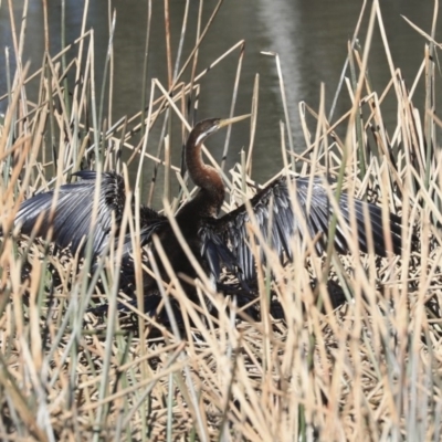 Anhinga novaehollandiae (Australasian Darter) at QPRC LGA - 31 Aug 2019 by AlisonMilton