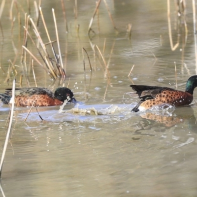 Anas castanea (Chestnut Teal) at Bungendore, NSW - 31 Aug 2019 by AlisonMilton