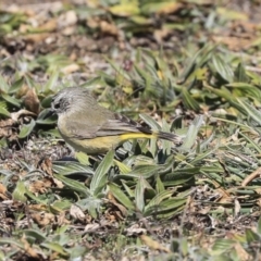 Acanthiza chrysorrhoa (Yellow-rumped Thornbill) at Gungahlin, ACT - 1 Sep 2019 by Alison Milton