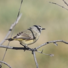 Acanthiza chrysorrhoa at Gungahlin, ACT - 1 Sep 2019