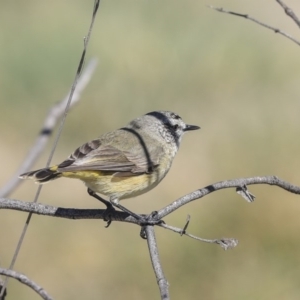 Acanthiza chrysorrhoa at Gungahlin, ACT - 1 Sep 2019 01:03 PM