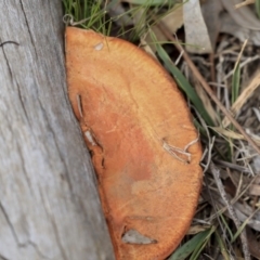 Trametes (old Pycnoporus sp.) (Scarlet Bracket) at Hawker, ACT - 29 Aug 2019 by AlisonMilton