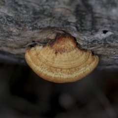 Pseudoinonotus chondromyelus at The Pinnacle - 29 Aug 2019 by AlisonMilton