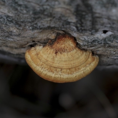 Pseudoinonotus chondromyelus at The Pinnacle - 29 Aug 2019 by AlisonMilton