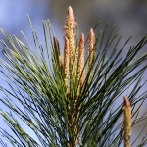 Pinus radiata at Hawker, ACT - 29 Aug 2019 11:46 AM