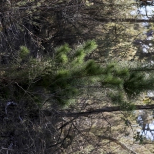 Pinus radiata at Hawker, ACT - 29 Aug 2019