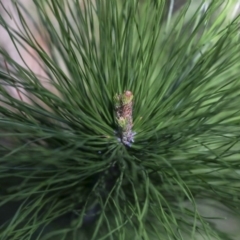 Pinus radiata at Hawker, ACT - 29 Aug 2019