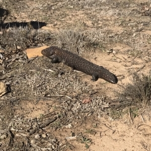 Tiliqua rugosa at Bungendore, NSW - 1 Sep 2019