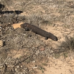 Tiliqua rugosa (Shingleback Lizard) at Bungendore, NSW - 1 Sep 2019 by yellowboxwoodland
