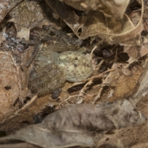 Isopedella sp. (genus) at Hawker, ACT - 29 Aug 2019