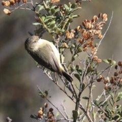 Acanthiza reguloides (Buff-rumped Thornbill) at Hawker, ACT - 29 Aug 2019 by AlisonMilton