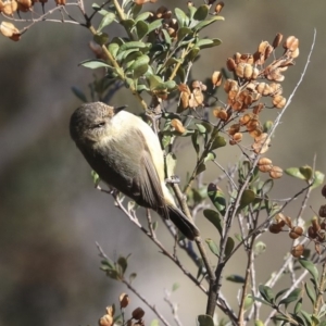 Acanthiza reguloides at Hawker, ACT - 29 Aug 2019 10:27 AM