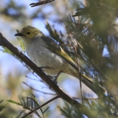 Ptilotula penicillata (White-plumed Honeyeater) at Gungahlin, ACT - 1 Sep 2019 by AlisonMilton