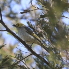 Ptilotula penicillata at Gungahlin, ACT - 1 Sep 2019 01:01 PM