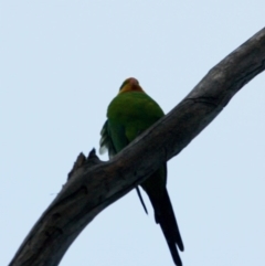 Polytelis swainsonii (Superb Parrot) at Red Hill to Yarralumla Creek - 1 Sep 2019 by LisaH