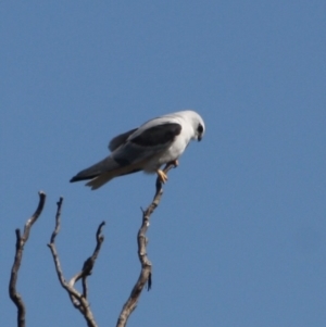 Elanus axillaris at Fyshwick, ACT - 1 Sep 2019 03:27 PM