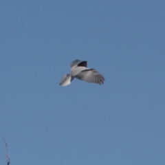 Elanus axillaris at Fyshwick, ACT - 1 Sep 2019