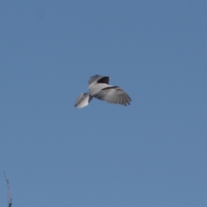 Elanus axillaris at Fyshwick, ACT - 1 Sep 2019