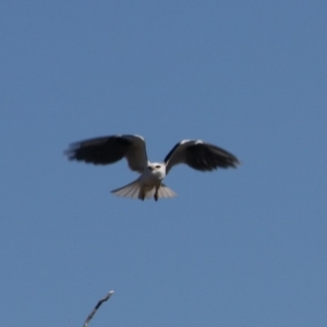 Elanus axillaris at Fyshwick, ACT - 1 Sep 2019