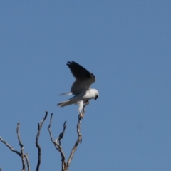 Elanus axillaris at Fyshwick, ACT - 1 Sep 2019