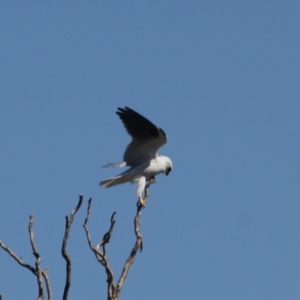 Elanus axillaris at Fyshwick, ACT - 1 Sep 2019