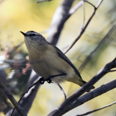 Acanthiza chrysorrhoa (Yellow-rumped Thornbill) at Gungahlin, ACT - 1 Sep 2019 by Alison Milton