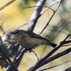 Acanthiza chrysorrhoa at Gungahlin, ACT - 1 Sep 2019 01:23 PM