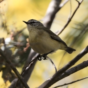 Acanthiza chrysorrhoa at Gungahlin, ACT - 1 Sep 2019 01:23 PM