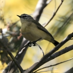 Acanthiza chrysorrhoa at Gungahlin, ACT - 1 Sep 2019 01:23 PM