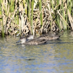 Anas gracilis (Grey Teal) at Gungahlin, ACT - 1 Sep 2019 by AlisonMilton