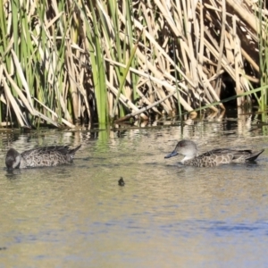 Anas gracilis at Gungahlin, ACT - 1 Sep 2019