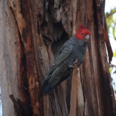 Callocephalon fimbriatum (Gang-gang Cockatoo) at Hughes, ACT - 30 Aug 2019 by LisaH