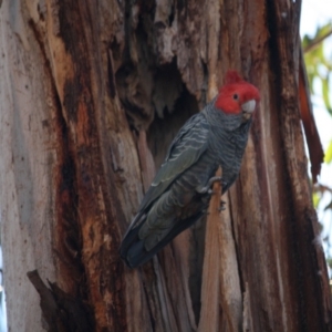 Callocephalon fimbriatum at Hughes, ACT - 30 Aug 2019