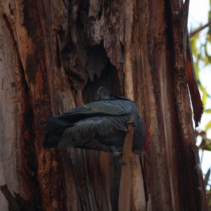 Callocephalon fimbriatum at Hughes, ACT - 30 Aug 2019