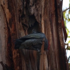 Callocephalon fimbriatum at Hughes, ACT - 30 Aug 2019