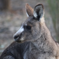 Macropus giganteus (Eastern Grey Kangaroo) at Red Hill to Yarralumla Creek - 29 Aug 2019 by LisaH