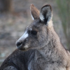 Macropus giganteus (Eastern Grey Kangaroo) at Red Hill to Yarralumla Creek - 30 Aug 2019 by LisaH