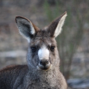 Macropus giganteus at Hughes, ACT - 30 Aug 2019 09:35 AM