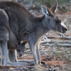 Macropus giganteus at Hughes, ACT - 30 Aug 2019 09:35 AM