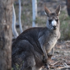 Macropus giganteus at Hughes, ACT - 30 Aug 2019 09:35 AM