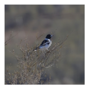 Cracticus nigrogularis at Paddys River, ACT - 1 Sep 2019