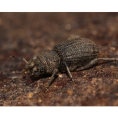 Cubicorhynchus sp. (genus) (Ground weevil) at Majura, ACT - 31 Aug 2019 by kdm