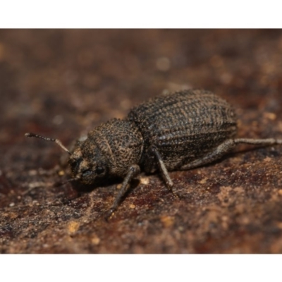 Cubicorhynchus sp. (genus) (Ground weevil) at Majura, ACT - 1 Sep 2019 by kdm